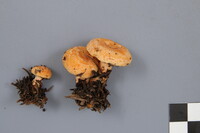 Lactarius thyinos image